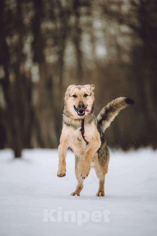 Собаки в Москве: собака в добрые руки Мальчик, Бесплатно - фото 2