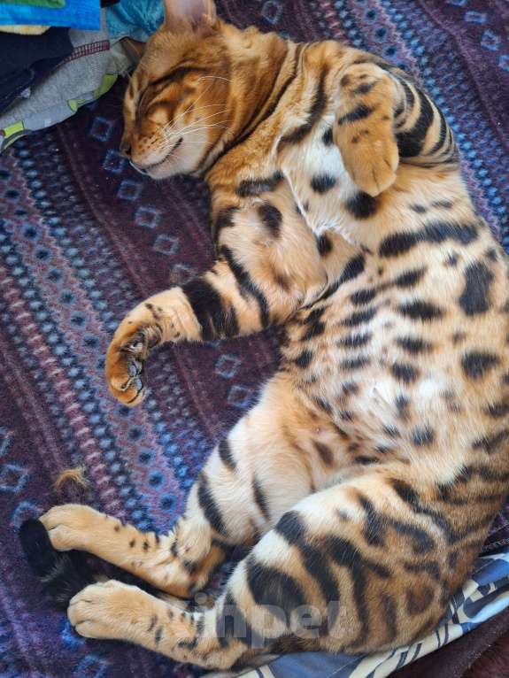 Кошки в Новосибирске: Вязка бенгальский кот Мальчик, 15 000 руб. - фото 5