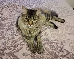 Кошки в Москве: Спокойная и добрая кошка Анфиса в добрые руки Девочка, Бесплатно - фото 4