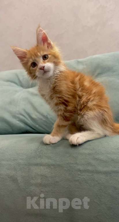 Кошки в Иркутске: Кошечка породы мейн-кун Девочка, 30 000 руб. - фото 6