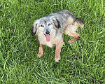 Собаки в Москве: Сильвия - маленькая собачка ищет дом Девочка, Бесплатно - фото 2