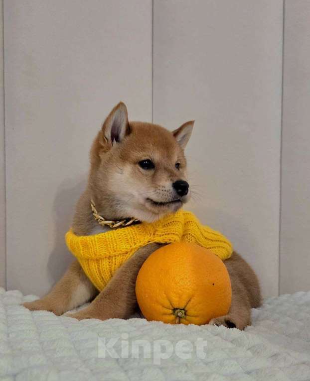 Собаки в Севастополе: Щенок Сиба ину Мальчик, 45 000 руб. - фото 1