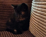 Кошки в Мытищах: Котенок девочка черепахового окраса Девочка, 1 руб. - фото 7