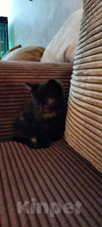 Кошки в Мытищах: Котенок девочка черепахового окраса Девочка, 1 руб. - фото 7