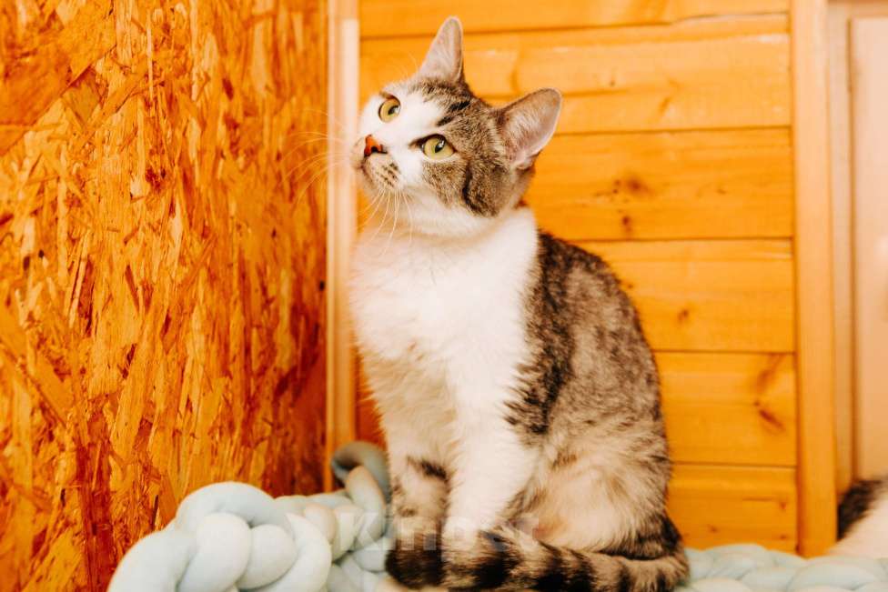 Кошки в Москве: Кошечка Маруся ❤️Очень ищет дом и любимых хозяев  Девочка, 100 руб. - фото 8