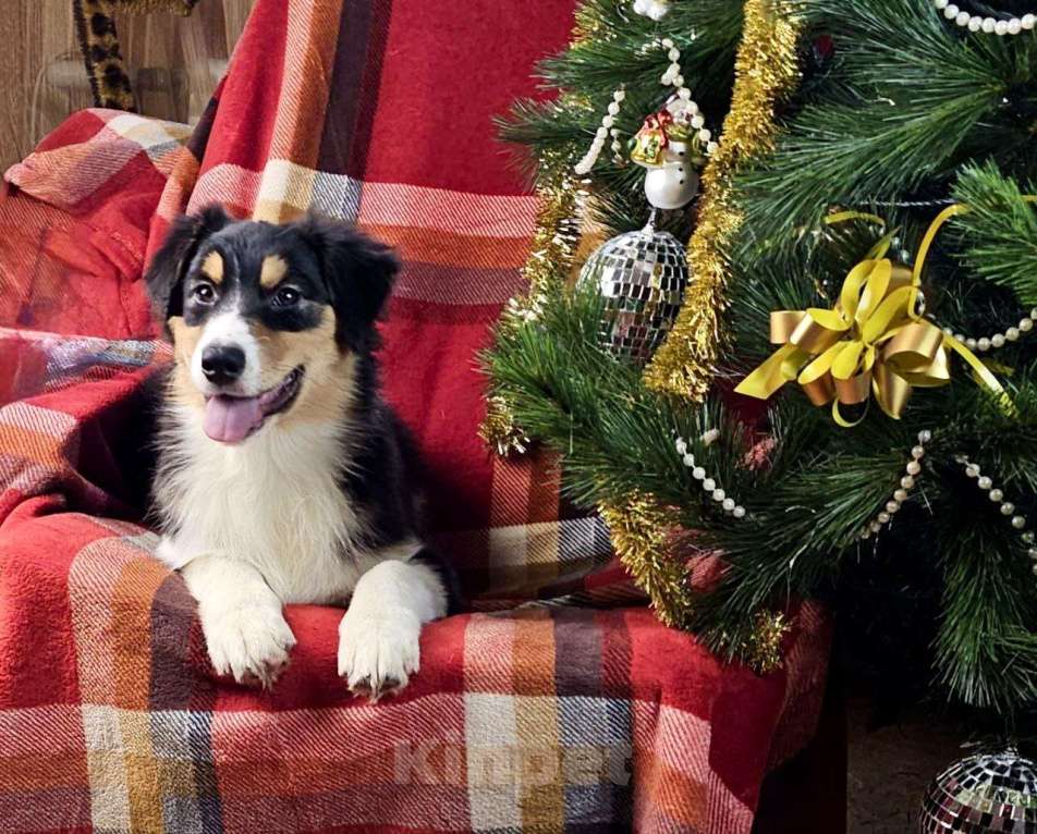 Собаки в Москве: Аусси щеночек Девочка, 70 000 руб. - фото 2