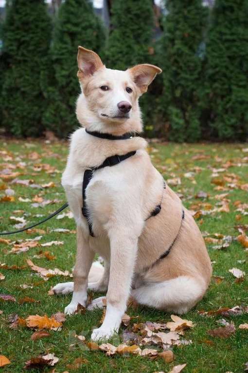 Собаки в Москве: Нюша. Собака-улыбака-обнимака Девочка, Бесплатно - фото 2