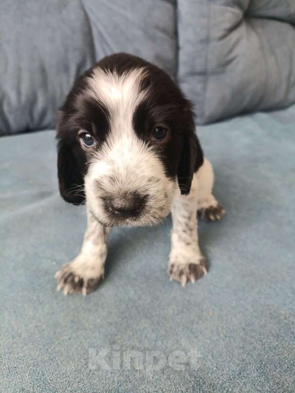 Собаки в других городах Новосибирской области: Мальчик Мальчик, 10 000 руб. - фото 1