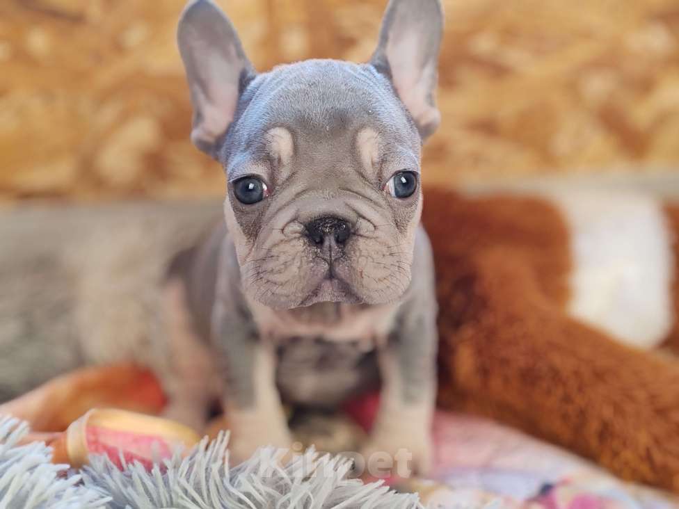 Собаки в Санкт-Петербурге: Бигроп Вельвет лиловый мальчик  Мальчик, 80 000 руб. - фото 5