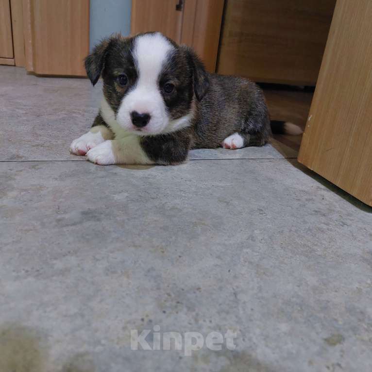 Собаки в Муравленко: Висмут Мальчик, 50 000 руб. - фото 3