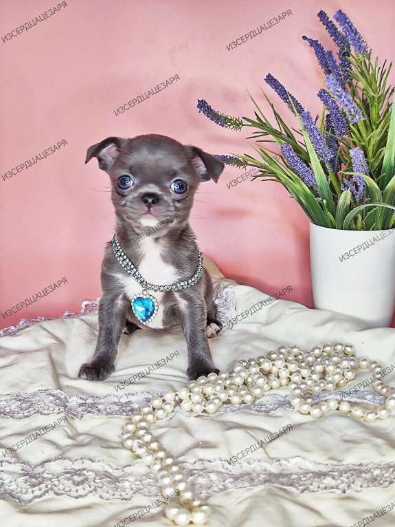 Собаки в Москве: Девочка редкого окраса Девочка, Бесплатно - фото 1