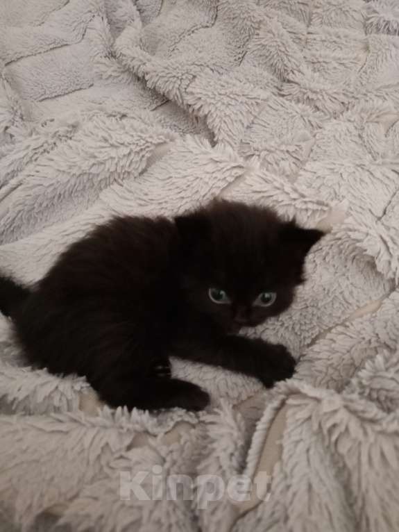 Кошки в Барнауле: Тусси Девочка, 15 000 руб. - фото 6