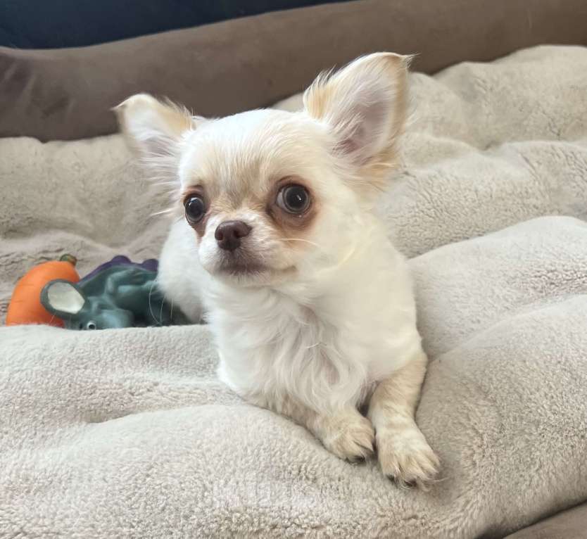 Собаки в Санкт-Петербурге: Щенок чихуахуа, сука Девочка, 50 000 руб. - фото 7