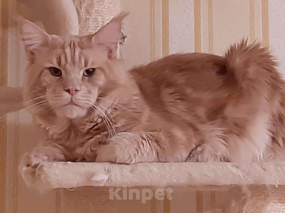 Кошки в Москве: МЕЙН-КУН Мальчик, 35 000 руб. - фото 2