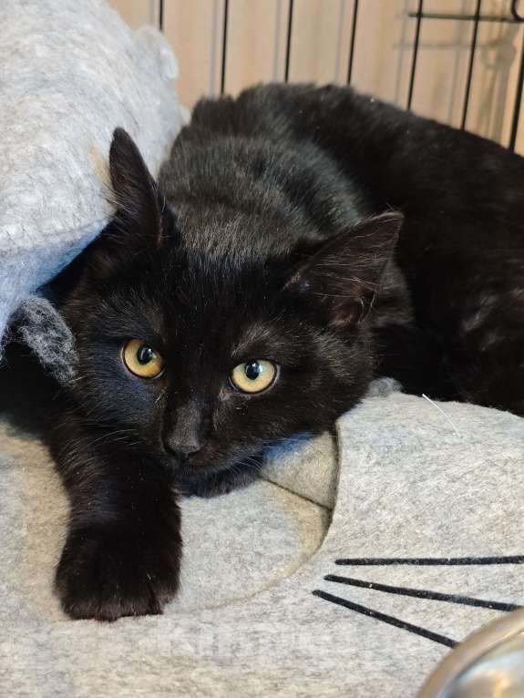 Кошки в Москве: Котенок Рокки ищет дом  Мальчик, Бесплатно - фото 5