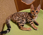 Кошки в Москве: Породистые бенгальские котята, 35 000 руб. - фото 3