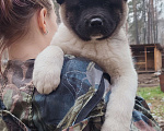 Собаки в Северске: Щенки Американской акиты Мальчик, 50 000 руб. - фото 3