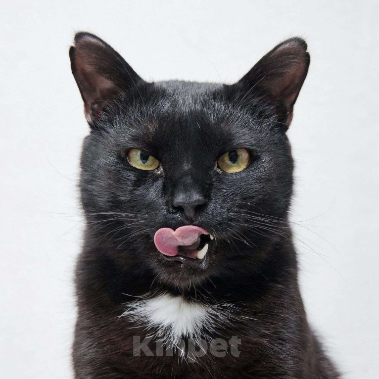 Кошки в Москве: Кот Микроскоп. Солидный кот для солидных господ. Мальчик, Бесплатно - фото 6