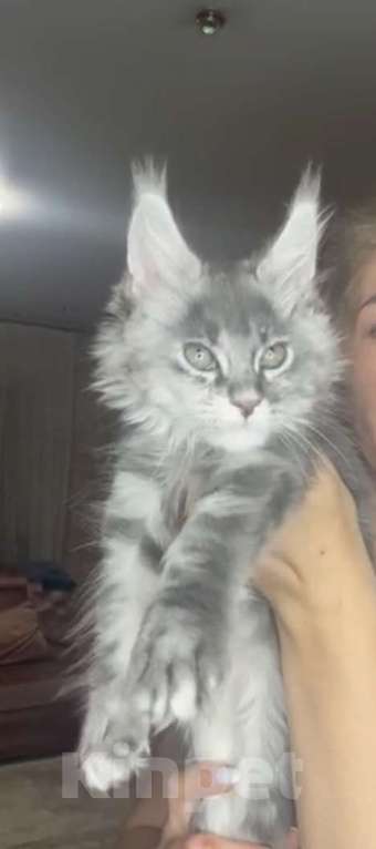 Кошки в Москве: Мейн кун девочка Девочка, 60 000 руб. - фото 3