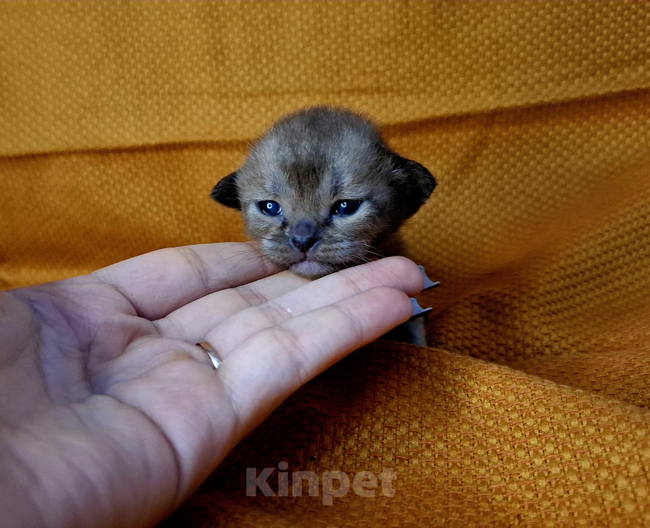 Кошки в Москве: Котята европейской бурмы от родителей чемпионов Мальчик, Бесплатно - фото 1