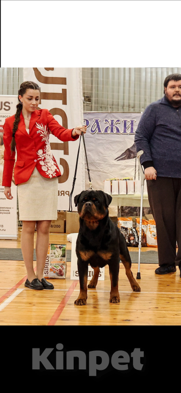 Собаки в Санкт-Петербурге: Щенки ротвейлера, рожд. 25.03.26 Разнополые, 60 000 руб. - фото 3