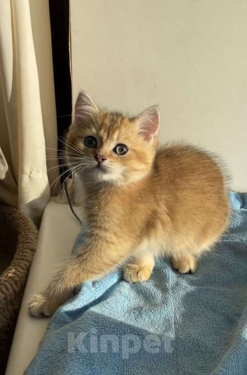 Кошки в Санкт-Петербурге: Золотые британские котята Мальчик, Бесплатно - фото 3