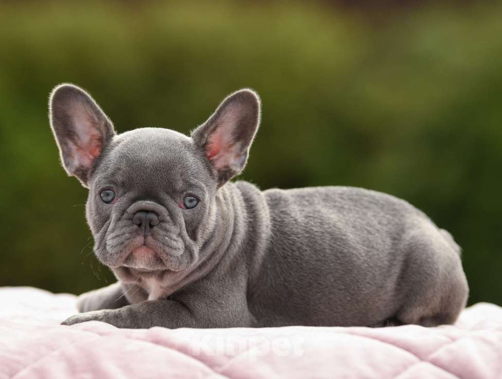 Собаки в Брянске: Тильда Девочка, 120 000 руб. - фото 5