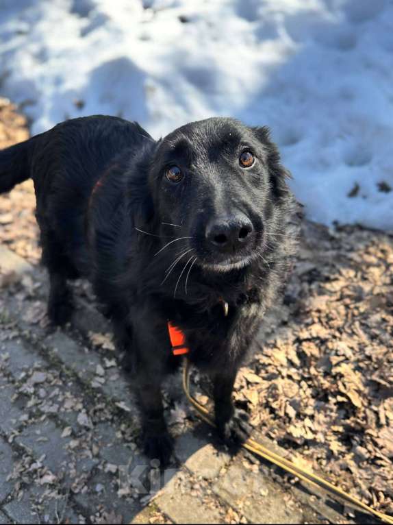 Собаки в Москве: Роскошная Шерон ищет дом Девочка, Бесплатно - фото 3
