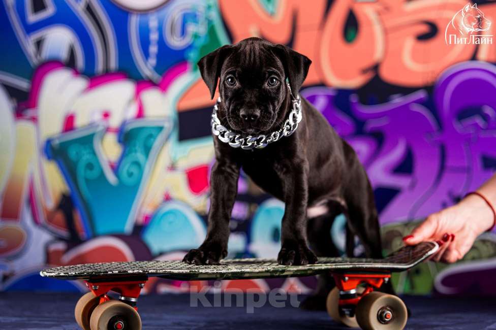 Собаки в Ульяновске: Американский питбультерьер, щенок Мальчик, Бесплатно - фото 7