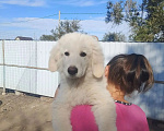 Собаки в других городах Саратовской области: Щенок Тибетского мастифа. Мальчик, Бесплатно - фото 1