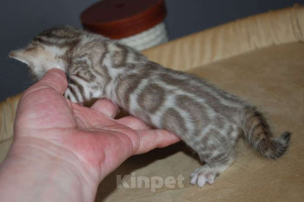 Кошки в Москве: Бенгальские котята. Девочка, 70 000 руб. - фото 6