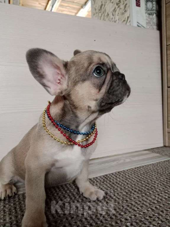 Собаки в Красноярске: Французский бульдог девочка  Девочка, Бесплатно - фото 2