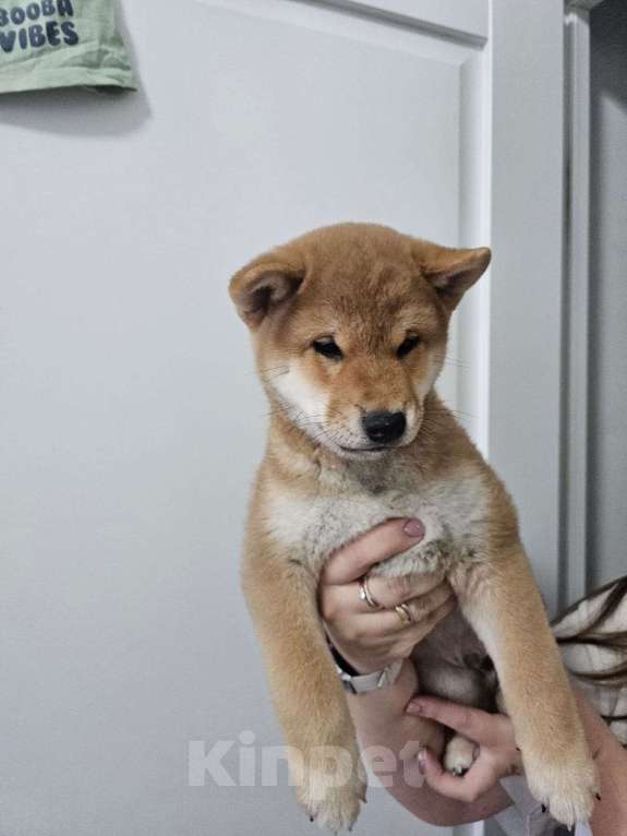 Собаки в других городах Московской области: В продаже щенки сиба ину Мальчик, 25 000 руб. - фото 1