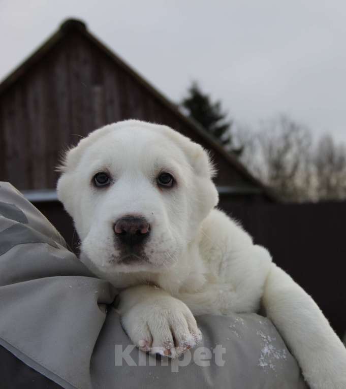 Собаки в Санкт-Петербурге: ЖАКУТ  Мальчик, 60 000 руб. - фото 8