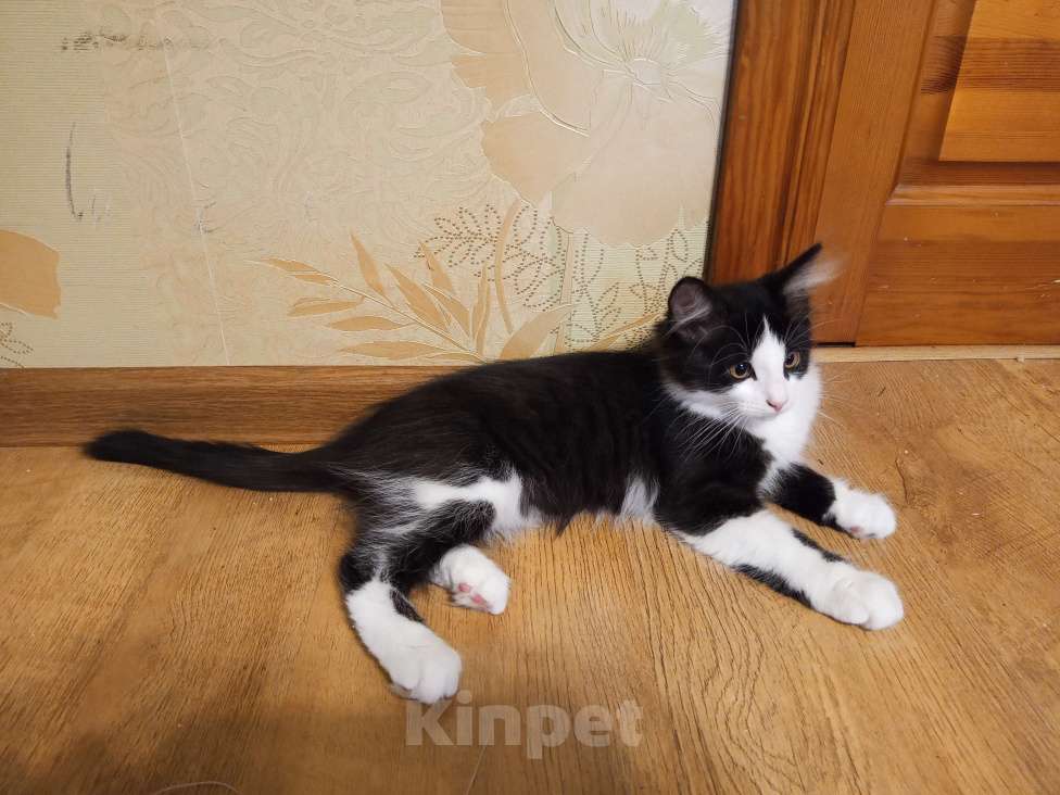 Кошки в других городах Воронежской области: Отдаем в хорошие руки Мальчик, Бесплатно - фото 4