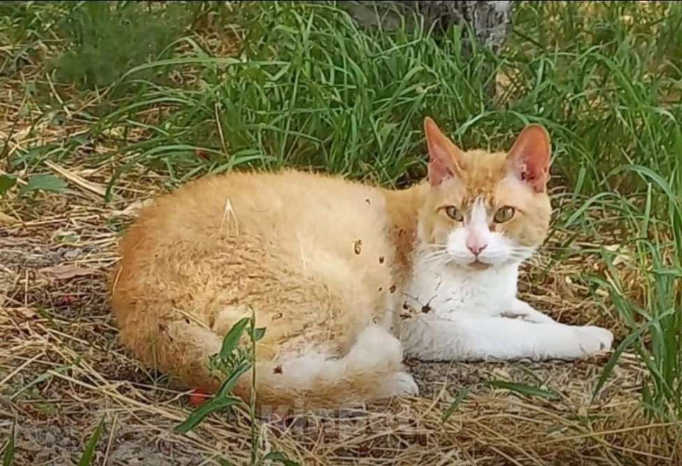 Кошки в Анапе: Потерялся кот Сёма! Мальчик, 5 000 руб. - фото 1