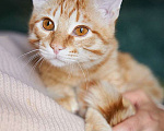 Кошки в Москве: Котёнок Марчелло - рыжее солнышко в добрые руки Мальчик, 10 руб. - фото 1