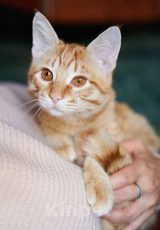 Кошки в Москве: Котёнок Марчелло - рыжее солнышко в добрые руки Мальчик, 10 руб. - фото 1