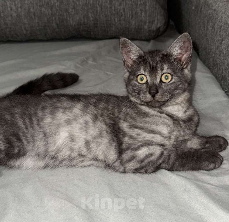 Кошки в Новосибирске: Дымчатый  редкий окрас , шотландский прямоухий котенок  Мальчик, 5 000 руб. - фото 1