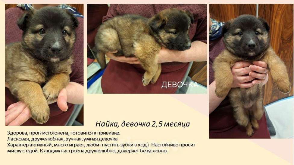 Собаки в Химках: Маленькие пушистые комочки счастья ищут свой дом! Разнополые, Бесплатно - фото 5