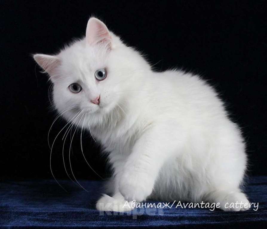 Кошки в Санкт-Петербурге: Предлагается клубный сибирский котенок - девочка Девочка, Бесплатно - фото 3