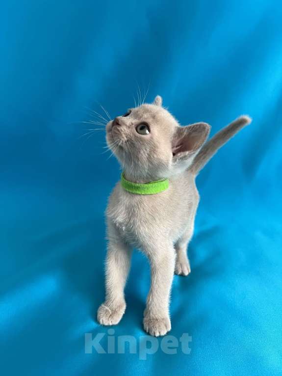 Кошки в Казани: Бурманские котята Девочка, 45 000 руб. - фото 4