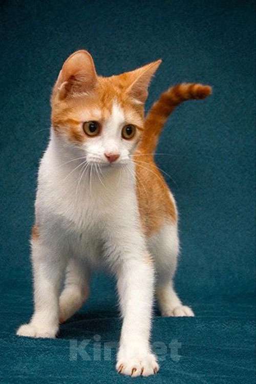 Кошки в Москве: Персиковое чудо Китти, милый, нежный котенок в добрые руки Девочка, 10 руб. - фото 7