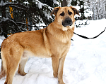 Собаки в Москве: Собака бесплатно в Москве Мальчик, Бесплатно - фото 1