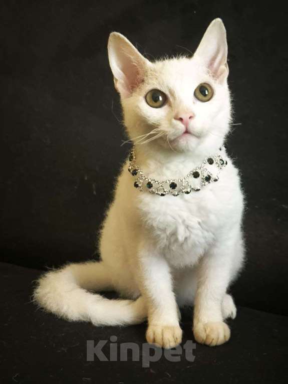 Кошки в Москве: Элитные котята левкой Девочка, Бесплатно - фото 1