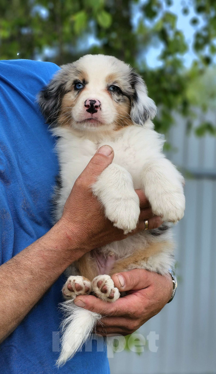 Собаки в Челябинске: Австралийская овчарка / кобель Мальчик, 65 000 руб. - фото 6