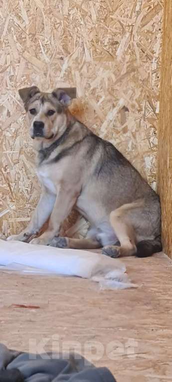 Собаки в Севастополе: Супер собака Мальчик, Бесплатно - фото 3