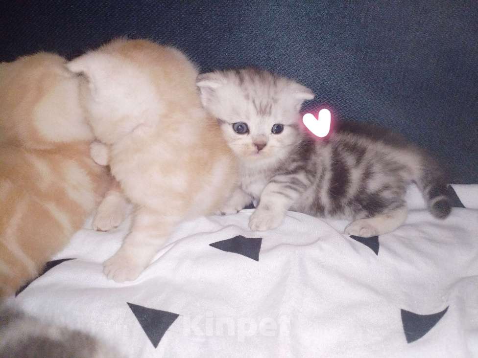 Кошки в других городах Марий Эл: Продаю помесь котят. Папа Шотландский вислоухий, мама Экзот. Девочка, 5 000 руб. - фото 4