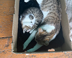 Кошки в Иркутске: Отдам котенка! Мальчик, Бесплатно - фото 7