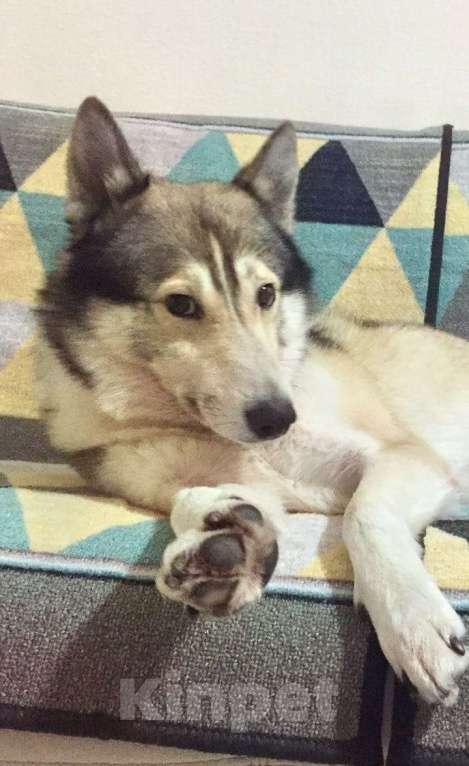 Собаки в Москве: классный парень лайка в добрые руки Мальчик, Бесплатно - фото 3